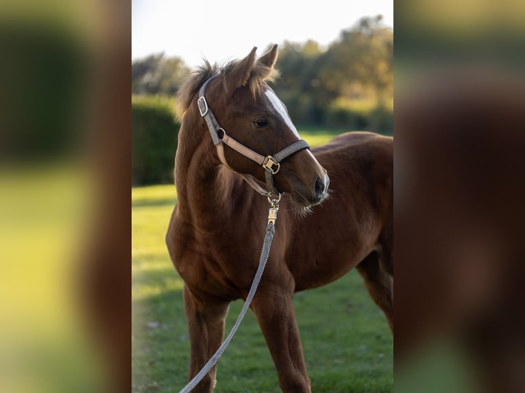 Holstein Stallion Foal (04/2025) 14,1 hh Chestnut in Ladelund Holstein Stallion Foal (04/2025) 14,1 hh Chestnut in Ladelund