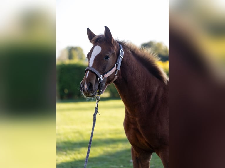 Holstein Stallion Foal (04/2025) 14,1 hh Chestnut in Ladelund Holstein Stallion Foal (04/2025) 14,1 hh Chestnut in Ladelund