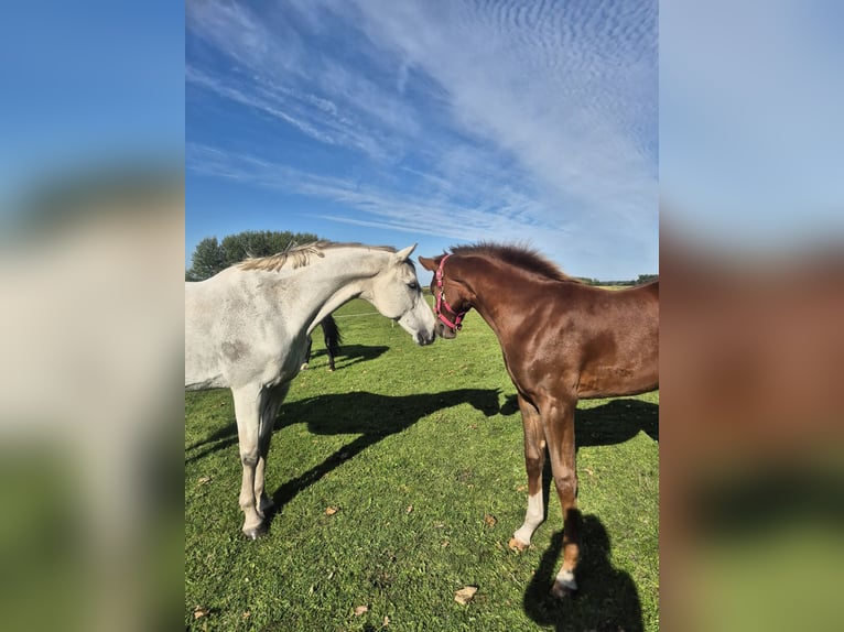 Holstein Stallion Foal (04/2025) 14,1 hh Chestnut in Ladelund Holstein Stallion Foal (04/2025) 14,1 hh Chestnut in Ladelund