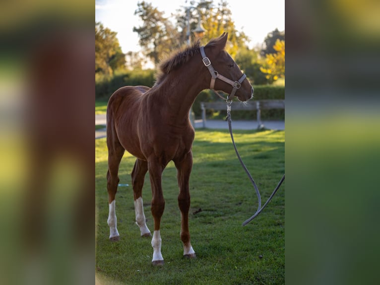 Holstein Stallion Foal (04/2025) 14,1 hh Chestnut in Ladelund Holstein Stallion Foal (04/2025) 14,1 hh Chestnut in Ladelund