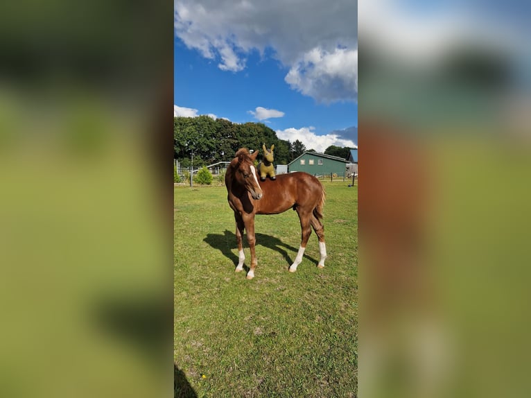 Holstein Stallion Foal (04/2025) 14,1 hh Chestnut in Ladelund Holstein Stallion Foal (04/2025) 14,1 hh Chestnut in Ladelund