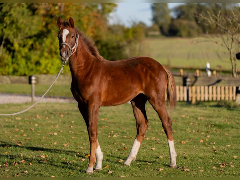 Holstein Stallion Foal (04/2025) 14,1 hh Chestnut in Ladelund Holstein Stallion Foal (04/2025) 14,1 hh Chestnut in Ladelund