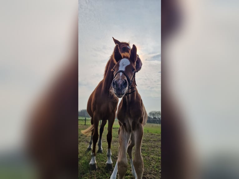 Holstein Stallion Foal (04/2025) 14,1 hh Chestnut in Ladelund Holstein Stallion Foal (04/2025) 14,1 hh Chestnut in Ladelund