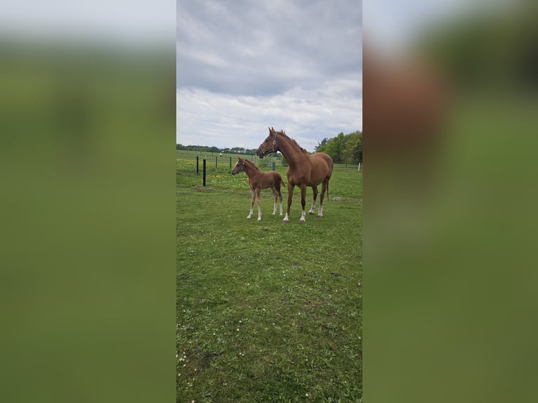 Holstein Stallion Foal (04/2025) 14,1 hh Chestnut in Ladelund Holstein Stallion Foal (04/2025) 14,1 hh Chestnut in Ladelund