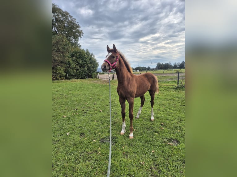 Holstein Stallion Foal (04/2025) 14,1 hh Chestnut in Ladelund Holstein Stallion Foal (04/2025) 14,1 hh Chestnut in Ladelund