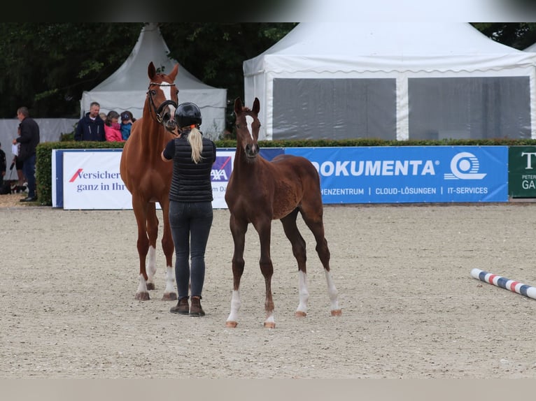 Holstein Stallion Foal (04/2025) 14,1 hh Chestnut in Ladelund Holstein Stallion Foal (04/2025) 14,1 hh Chestnut in Ladelund