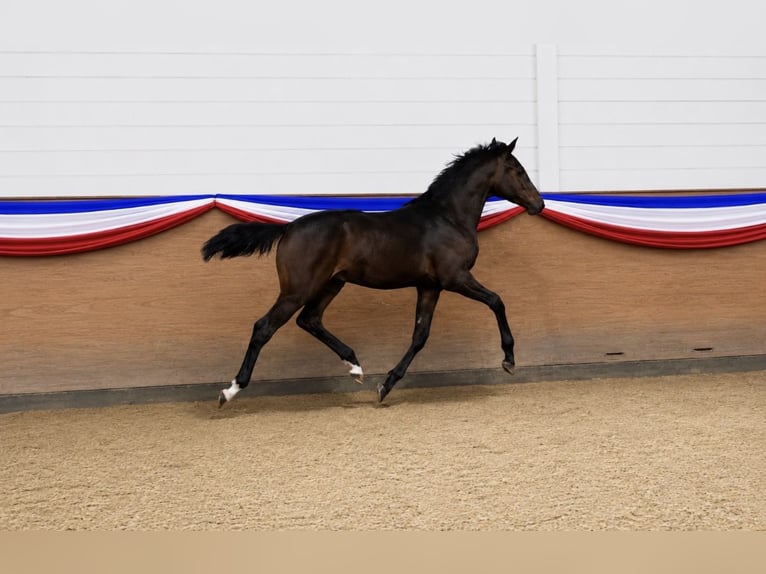 Holstein Stallion Foal (03/2026) 16.1 hh Brown in BanzkowSukow