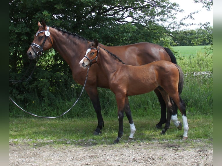Holstein Stallion Foal (03/2026) 16.1 hh Brown in Ribe