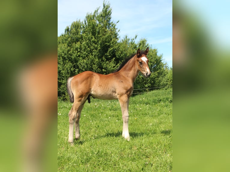 Holstein Stallion Foal (04/2026) 16.1 hh Can be white in Seedorf