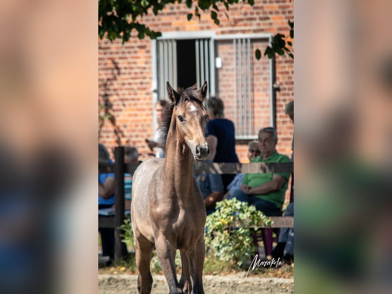 Holstein Stallion Foal (04/2024) 16,1 hh Gray in Averlak