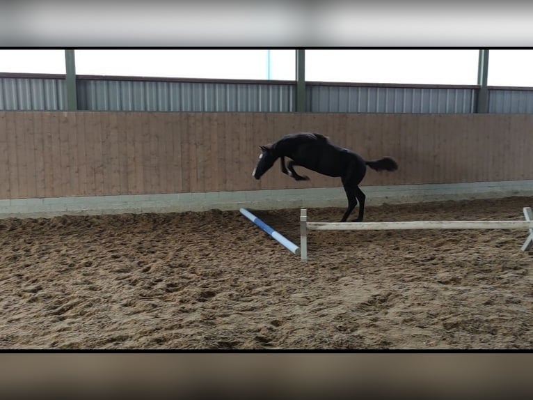 Holstein Stallion Foal (05/2024) 16,2 hh Black in Dägeling