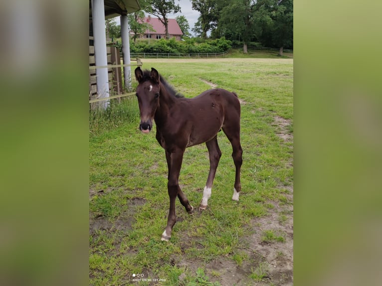 Holstein Stallion Foal (05/2024) 16,2 hh Black in Dägeling