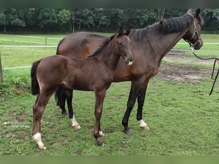 Holstein Stallion Foal (05/2024) 16,2 hh Black in Dägeling