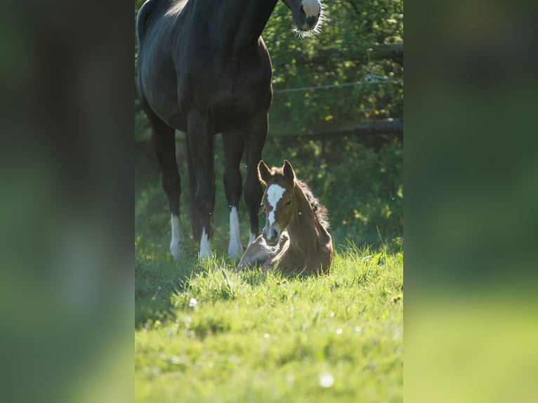 Holstein Stallion Foal (05/2026) 16.2 hh Brown in Lübeck