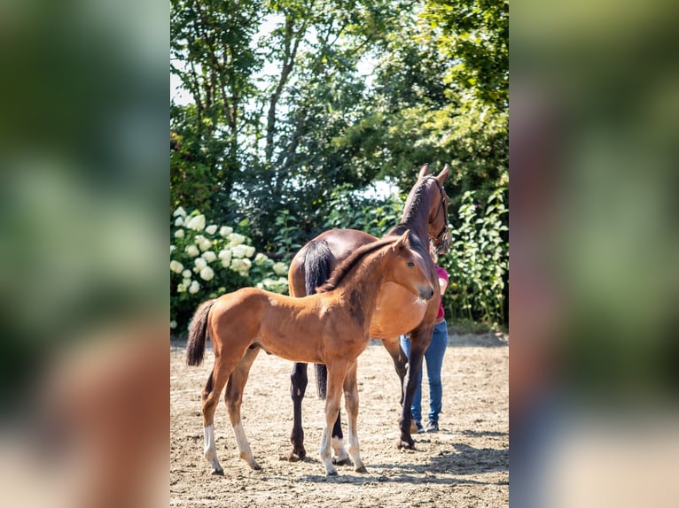 Holstein Stallion Foal (05/2024) 16,2 hh Brown in Averlak