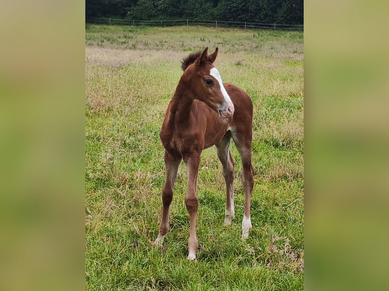 Holstein Stallion Foal (05/2026) 16.2 hh Brown in Dägeling