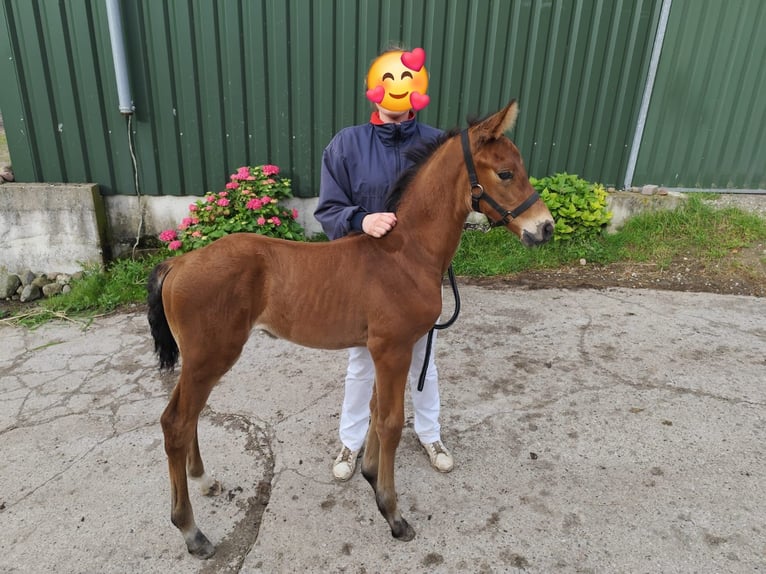 Holstein Stallion  16,2 hh Brown in Malkendorf