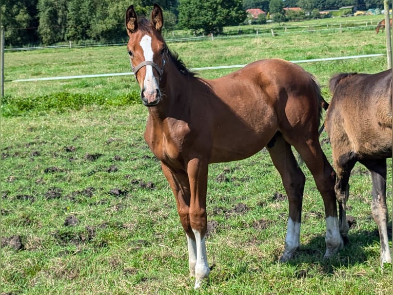 Holstein Stallion Foal (04/2024) 16,2 hh Brown in Varel Dangastermoor