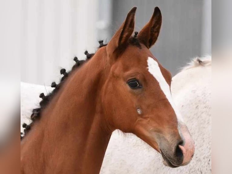 Holstein Stallion Foal (04/2024) 16,2 hh Brown in Varel Dangastermoor