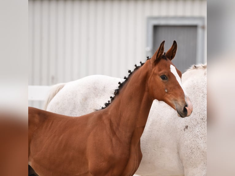 Holstein Stallion Foal (04/2024) 16,2 hh Brown in Varel Dangastermoor