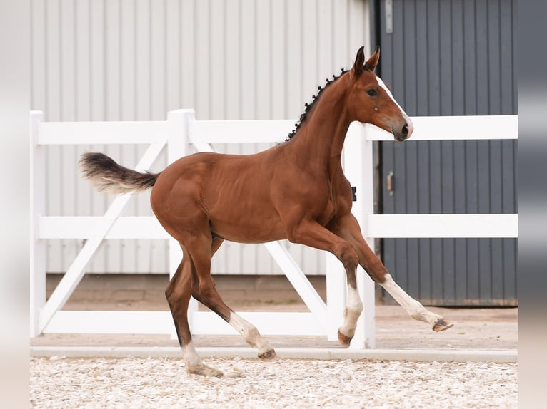 Holstein Stallion Foal (04/2024) 16,2 hh Brown in Varel Dangastermoor