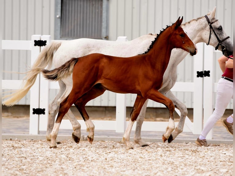 Holstein Stallion Foal (04/2024) 16,2 hh Brown in Varel Dangastermoor