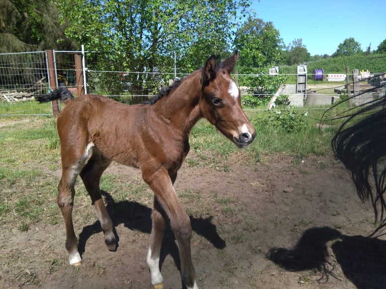 Holstein Stallion Foal (05/2024) 16,2 hh Brown in Heidgraben