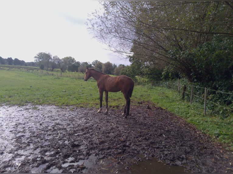 Holstein Stallion Foal (05/2024) 16,2 hh Brown in Heidgraben