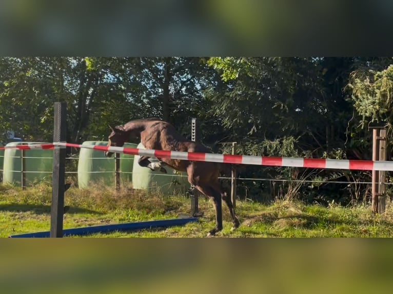 Holstein Stallion Foal (05/2024) 16,2 hh Brown in Heidgraben