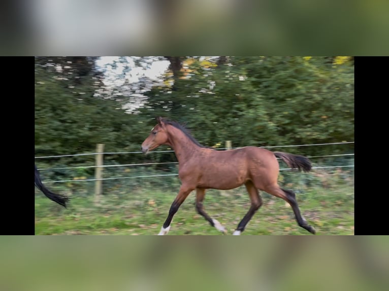 Holstein Stallion Foal (05/2024) 16,2 hh Brown in Heidgraben