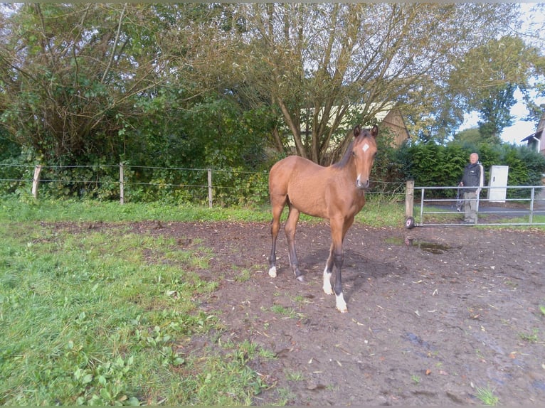 Holstein Stallion Foal (05/2024) 16,2 hh Brown in Heidgraben