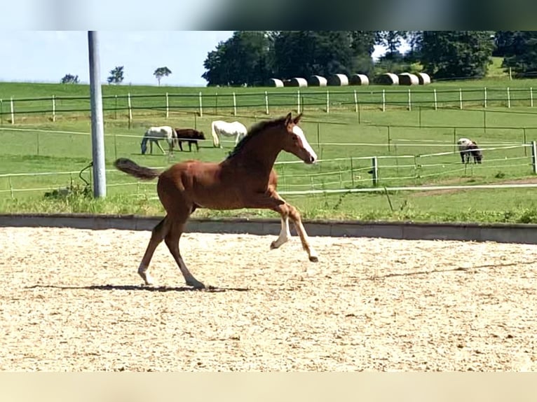 Holstein Stallion  16,2 hh Brown in Neustadt in Holstein