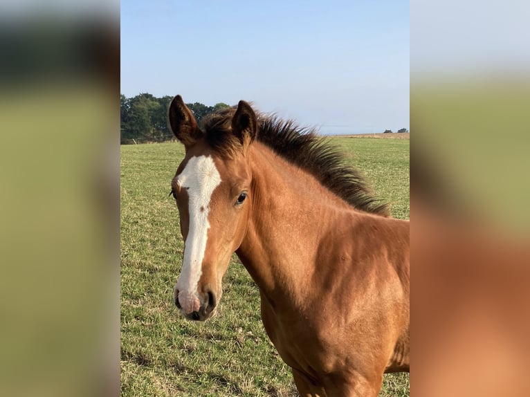 Holstein Stallion  16,2 hh Brown in Neustadt in Holstein