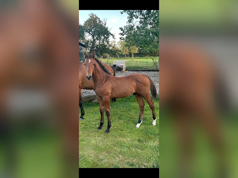 Holstein Stallion Foal (05/2024) 16,2 hh Brown in Neuenkirchen