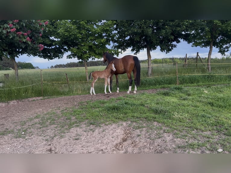 Holstein Stallion Foal (05/2026) 16.2 hh Brown in Lenz