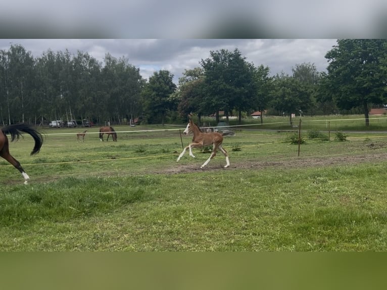 Holstein Stallion Foal (05/2026) 16.2 hh Brown in Lenz