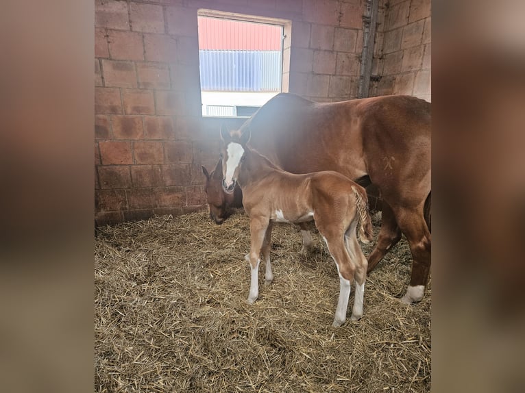 Holstein Stallion Foal (04/2026) 16.2 hh Chestnut-Red in Gudensberg