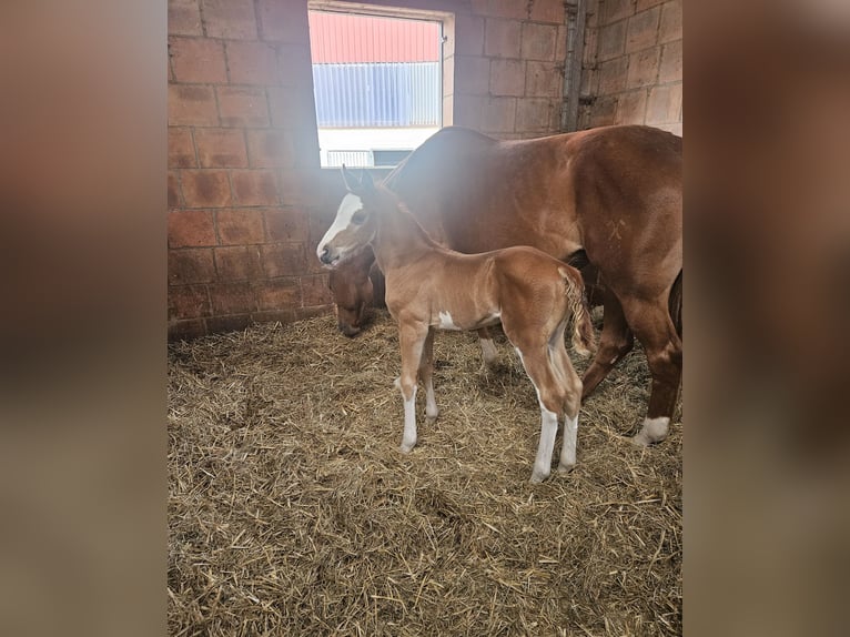 Holstein Stallion Foal (04/2026) 16.2 hh Chestnut-Red in Gudensberg