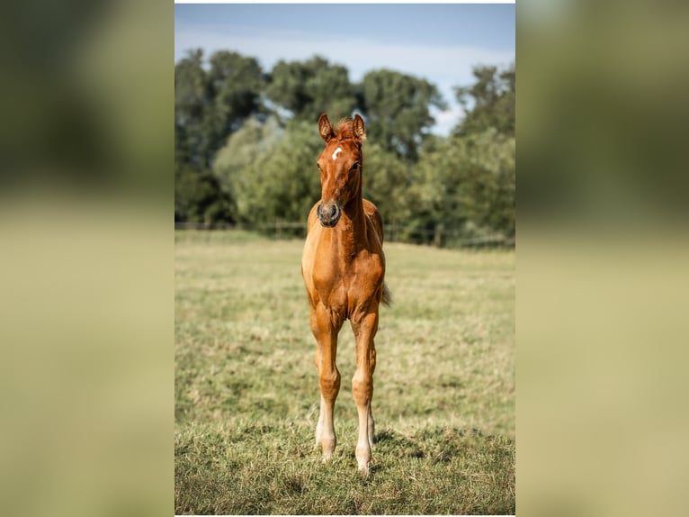 Holstein Stallion Foal (03/2025) 16,2 hh in Seesterm&#xFC;he