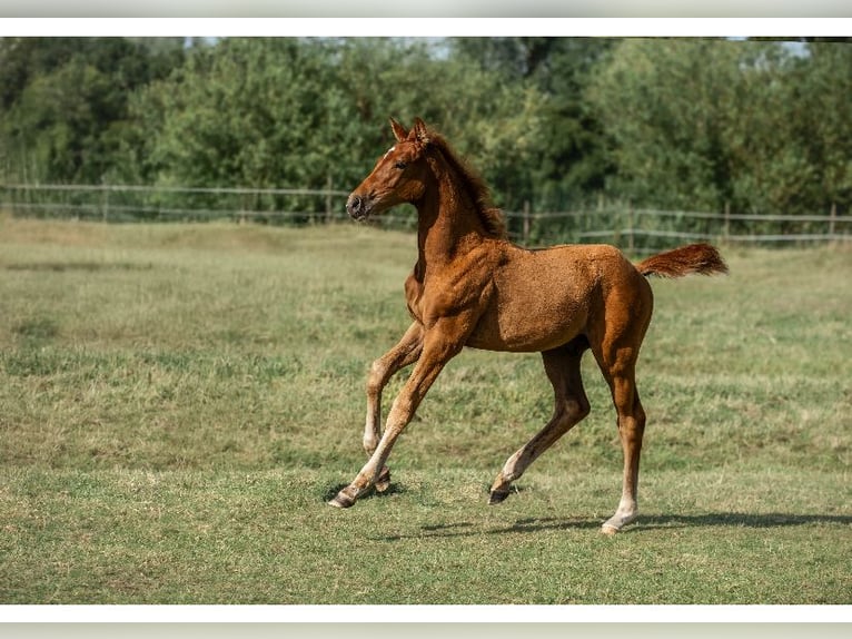 Holstein Stallion Foal (03/2025) 16,2 hh in Seesterm&#xFC;he