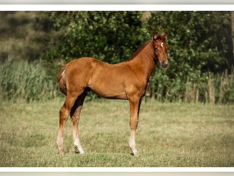 Holstein Stallion Foal (03/2025) 16,2 hh in Seesterm&#xFC;he