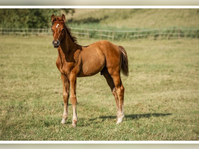 Holstein Stallion Foal (03/2025) 16,2 hh in Seesterm&#xFC;he
