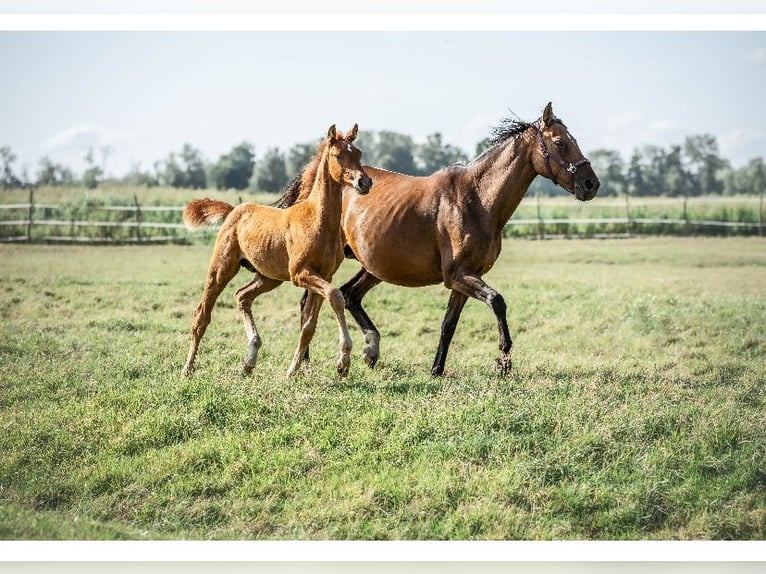 Holstein Stallion Foal (03/2025) 16,2 hh in Seesterm&#xFC;he