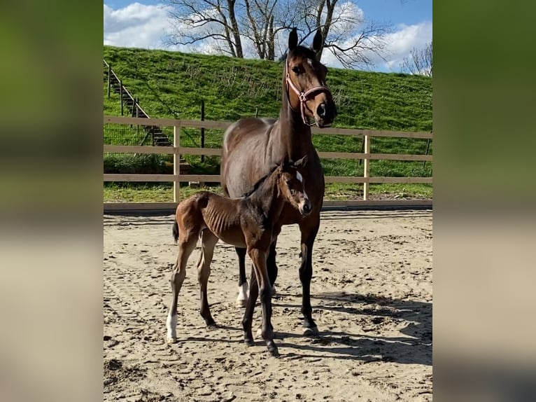 Holstein Stallion Foal (04/2024) 16,2 hh in Seestermühe