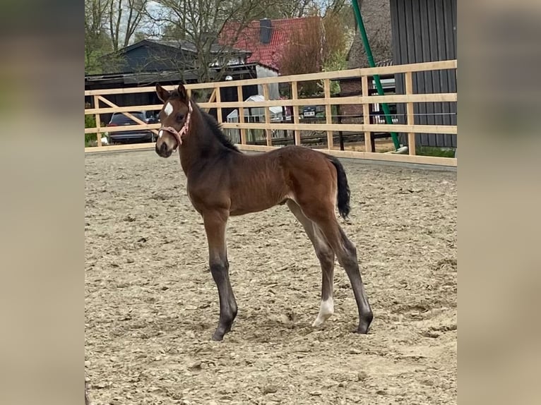 Holstein Stallion Foal (04/2024) 16,2 hh in Seestermühe