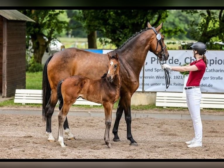 Holstein Stallion Foal (04/2024) 16,2 hh in Seestermühe