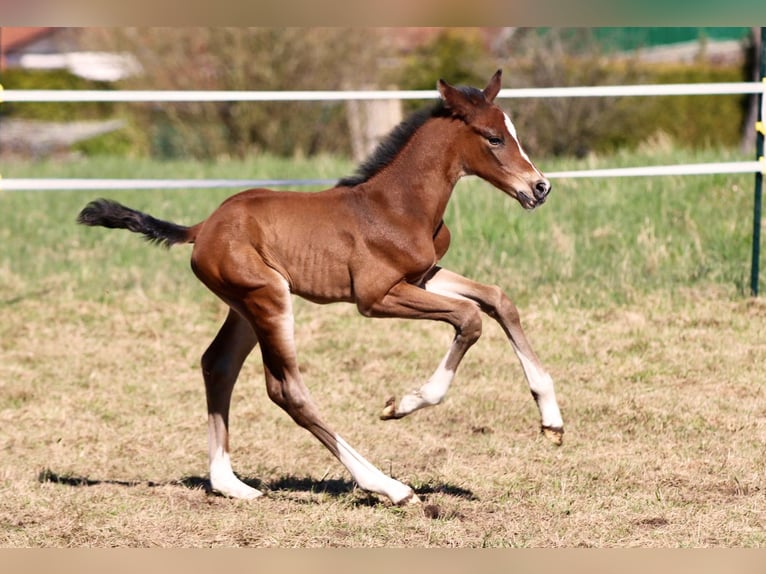 Holstein Stallion Foal (03/2026) 16.3 hh Brown in Pronstorf