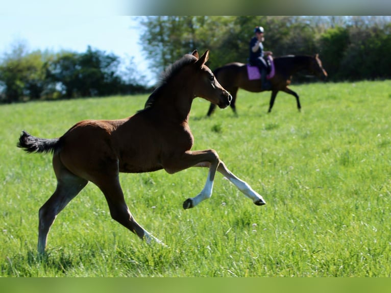 Holstein Stallion Foal (03/2026) 16.3 hh Brown in Pronstorf