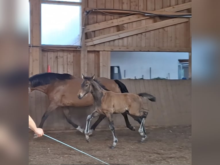 Holstein Stallion Foal (04/2024) 16,3 hh Brown in Bispingen