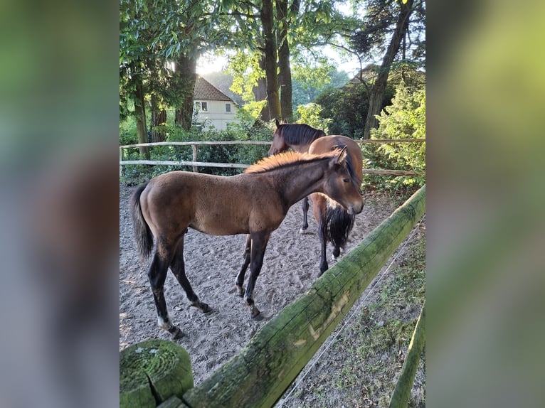 Holstein Stallion Foal (04/2024) 16,3 hh Brown in Bispingen